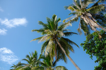 Tropical paradise, lush coconut trees swaying against a clear blue sky.