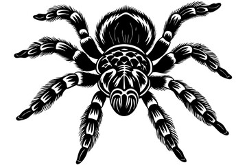 Obraz premium Mexican knee tarantula on white background vector illustration