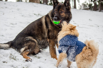 german shepherd dog in winter