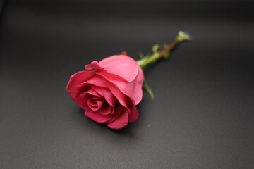 A red rose on a black surface. 