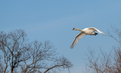 Mute swan in flight past bare trees in winter.