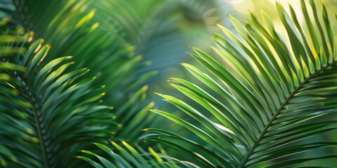 Obraz premium Cycas plants leaf soft sunlight