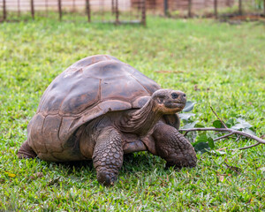 Galapagos Tortoise on grass