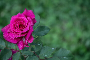 pink rose with drops