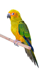 detailed image of a parrot with a green body, blue and green wings, isolated on a white background