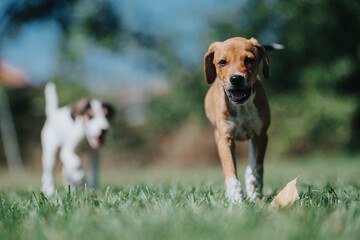 Two playful puppies enjoy a sunny day outdoors, running energetically across a grassy field. Their...