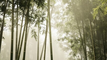 Enchanted Bamboo Grove: Misty morning, sunlight filters through dense bamboo stalks, creating an ethereal ambiance.
