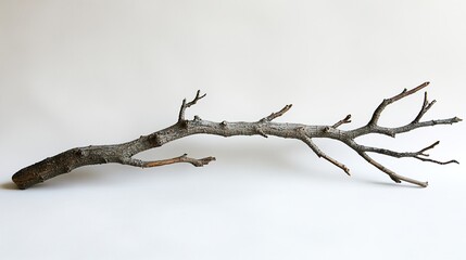 Obraz premium Stark Beauty: A Single Branch in Minimalist Photography