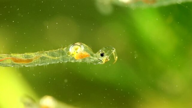 Phantom Midge larva (Chaoborus sp.) underwater in a pond, drifting slowly, extreme macro close-up showing food digestion in stomach. 