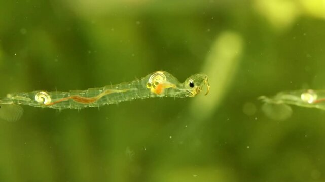 Phantom Midge larva (Chaoborus sp.) underwater in a pond, drifting slowly, macro close-up showing food digestion. 