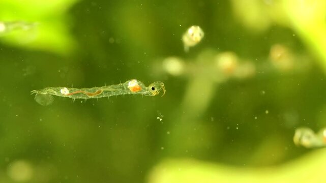 Phantom Midge larva (Chaoborus sp.) underwater in a pond, drifting slowly, macro close-up showing food digestion in stomach. 