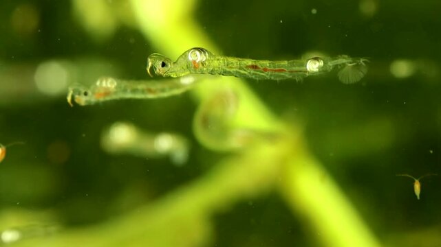 Phantom Midge larva (Chaoborus sp.) underwater in a pond, drifting slowly and digesting food, wide view with Copepods and other Chaoborus in the background. 