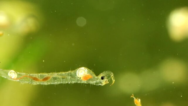 Phantom Midge larva (Chaoborus sp.) underwater in a pond, drifting slowly, macro close-up showing food digestion in stomach and capturing and swallowing Copepod. 