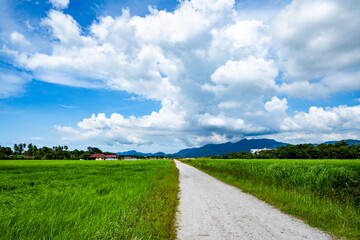 Countryside paddy field with blue sky white cloud