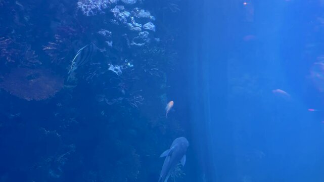 Cichla kelberi, Red Blood Parrot Fish, Cichlasoma, Cichlids, Pangasius Catfish and other predatory fish swim in a huge freshwater aquarium.
