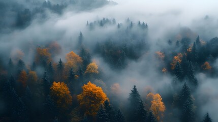 Fototapeta premium A misty forest scene showcasing vibrant autumn foliage.