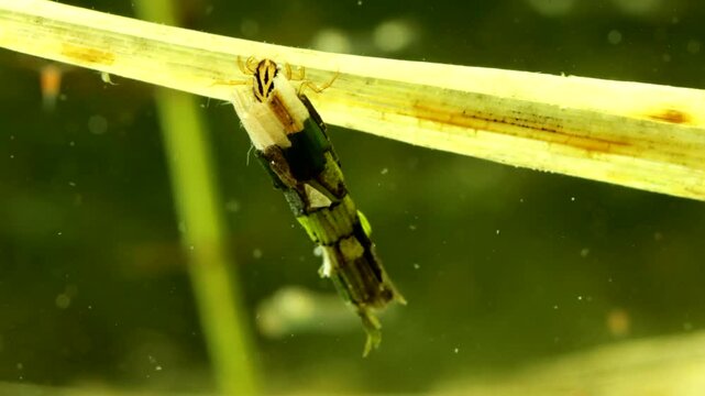 Caddisfly larva (Phryganea sp.) underwater in a pond, crawling and searching for food on dead grass, macro close-up showing mandibles probing, angle 1. 