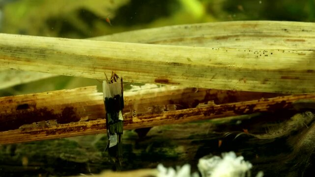 Caddisfly larva (Phryganea sp.) underwater in a pond, crawling and searching for food, wide view with two aquatic insect eggs visible in the dead grass to the right. 