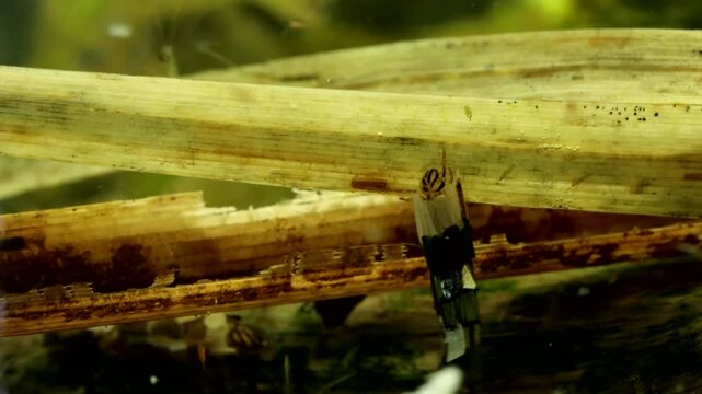 Caddisfly larva (Phryganea sp.) underwater in a pond, crawling and searching for food, macro close-up finding aquatic insect egg in the dead grass and starting to dig it out. 