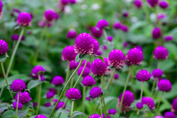 Globe amaranth or Gomphrena globosa flower blooming in the garden.