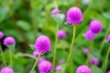 Globe amaranth or Gomphrena globosa flower blooming in the garden.