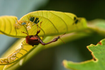 Fototapeta premium Giraffe Weevil Beetle insects on the leaf in real nature in Thailand