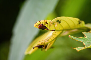 Giraffe Weevil Beetle insects on the leaf in real nature in Thailand