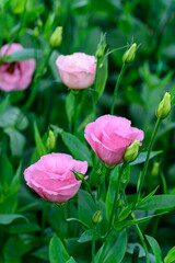 Blooming Lisianthus Flowers on a green leaf background in the garden.
