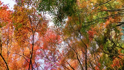 Vibrant autumn maple leaf display in a serene forest setting, capturing the essence of fall colors