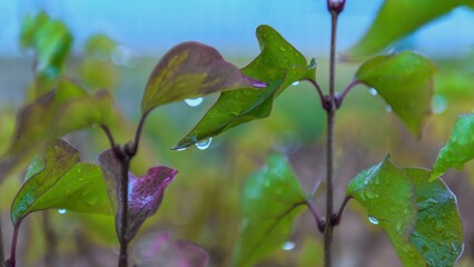 Vibrant fall foliage in a forest showcasing colorful leaves and raindrops glistening in the morning light