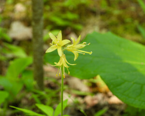 Clintonia borealis | Bluebead Lily | Native North American Wildflower