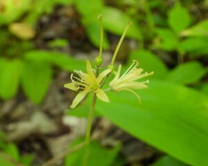 Clintonia borealis | Bluebead Lily | Native North American Wildflower