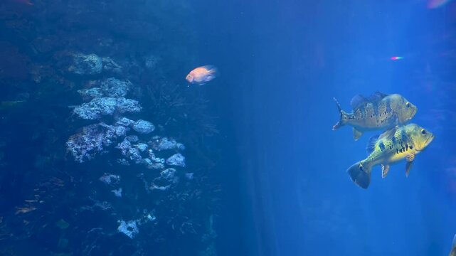 Cichla kelberi, Red Blood Parrot Fish, Cichlasoma, Cichlids and other predatory fish swim in a huge freshwater aquarium.