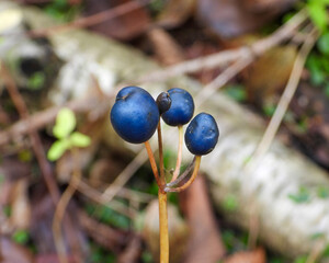 Clintonia borealis | Bluebead Lily | Native North American Plant Berry Fruit
