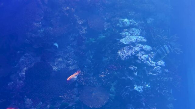 Cichla kelberi, Red Blood Parrot Fish, Cichlasoma, Cichlids and other predatory fish swim in a huge freshwater aquarium.