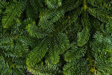Green pine branches for christmas decoration. Background and texture. Shot from above.