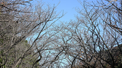 冬枯れした樹木と青空