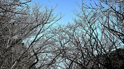 冬枯れした樹木と青空