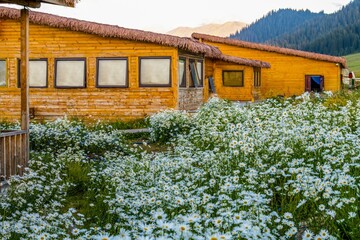 Beautiful daisies surround a public facility near Sayram Lake at sunset in Bole, Xinjiang