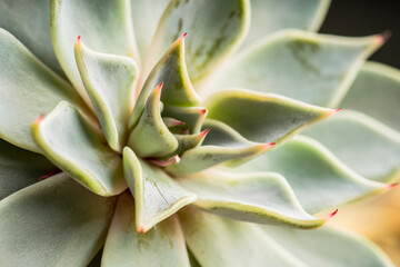 Fototapeta premium Small succulent plant on the rustic background. Selective focus. Shallow depth of field.