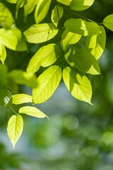 Bright green leaves glistening in sunlight surrounded by soft bokeh in a tranquil garden setting