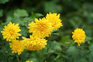 Fall chrysanthemum blooms showcasing vibrant yellow petals and lush green foliage in a garden during autumn season