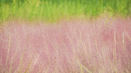 Vibrant fall powderpuff landscape filled with soft pink grasses and lush green backdrop in a sunny setting