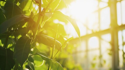 Fototapeta premium A vibrant close-up of lush green leaves basking in golden sunlight inside a glasshouse, creating a warm and serene natural setting. AI generated.