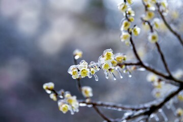 Ice covered plum blossoms bloom in winter, showcasing nature's delicate beauty against the cold backdrop