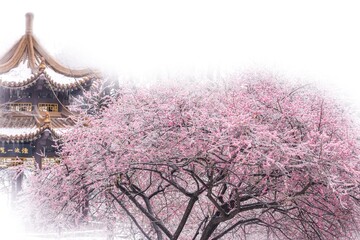 Ice covered plum blossoms gracefully bloom in winter near traditional architecture