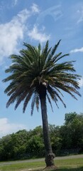 Fototapeta premium Palmtree View