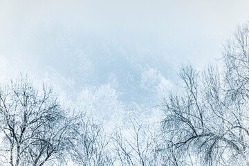 Freezing fog envelops trees in a serene winter landscape during early morning hours