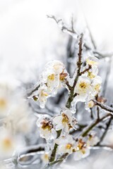 Plum blossoms covered in snow and ice during winter create a stunning display of nature's beauty
