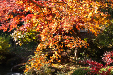 鮮やかに赤く染まったもみじの木　成田山公園